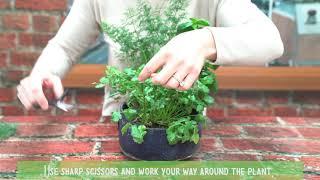 How To Harvest Cilantro