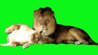 lion king video green screen #greenscreen #freegreenscreen #greenscreenanimal