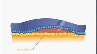 3RD WEEK NOTOCHORD FORMATION ANIMATION