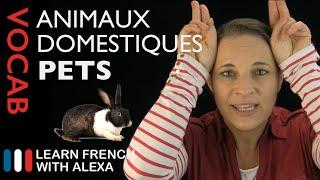 Pets in French (basic French vocabulary from Learn French With Alexa)