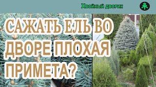 Посадить ель во дворе плохая примета? питомник "Хвойный дворик" вопрос-ответ.