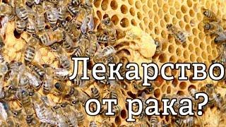 Пчелиный яд – лекарство от рака?