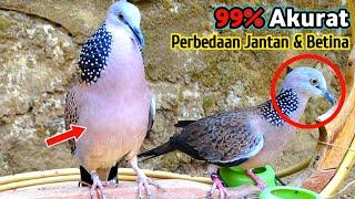 Ciri-Ciri Burung Tekukur Jantan Dan Betina Paling Akurat