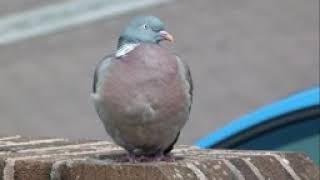 #pigeon ramier vs #tourterelle turque - wood pigeon and collared #Dove #fighting