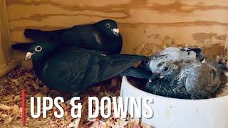 2022 racing pigeons breeding update | trap training young birds