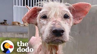 Hairless Street Dog Transforms Into Fluffiest Teddy Bear | The Dodo