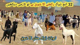 Pakistan ki sab say Mashoor Kohat dogs mandi | پاکستان کی سب سے مشہور  منڈی