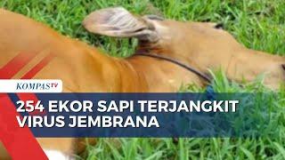 Virus Jembrana Merajalela di Polewali Mandar, 124 Ekor Sapi Asal Bali Mati