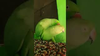 parrot love and sex | #pranktimeofficial #short