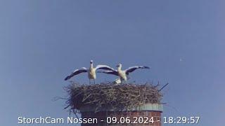 Der Storch in Nossen am 09.06.2024