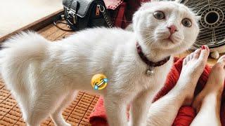 Funniest 2024Cats and  Cucumbers - Awesome Funny Pet Videos 