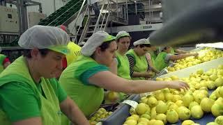 C'est le plus grand producteur de citrons au monde