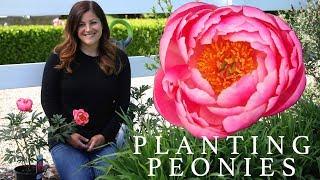 Planting Peonies (Plants & Tubers) in My Garden! // Garden Answer