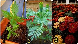 5 Reasons - Why Marigold Not Flowering?