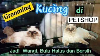 Grooming kucing Di PETSHOP,  di daerah Condet/Jakarta Timur