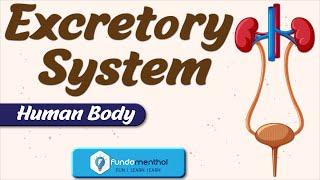 Human Excretory System in Hindi | Excretion in human beings Biology