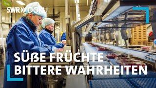 Beeren aus dem Ausland importiert: Süße Früchte – Bittere Wahrheiten  | SWR Doku