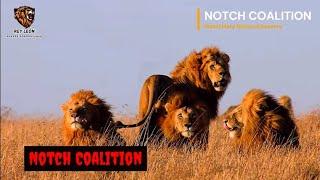 La Icónica Coalición NOTCH | Historia (Notch Coalition - History) - Mara #lion #animals #nature