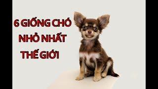 6 Giống Chó Nhỏ Nhất Thế Giới