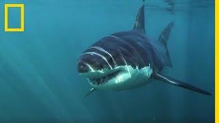 Le Grand requin blanc, seul requin à chasser en eaux froides