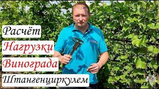 Как рассчитать НАГРУЗКУ ВИНОГРАДНОГО КУСТА с помощью ШТАНГЕНЦИРКУЛЯ