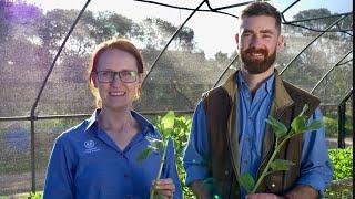 Faba Bean Breeding Program | Southern Region