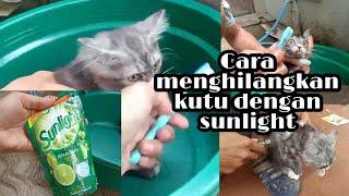 CARA MENGHILANGKAN KUTU KUCING DAN CARA MEMANDIKAN KUCING