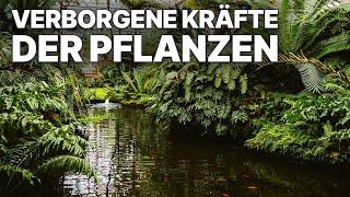 Verborgene Kräfte der Pflanzen | Naturdoku