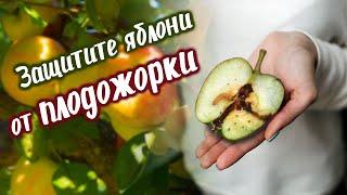 Как Защитить Яблоню От Плодожорки | Вредители яблони весной