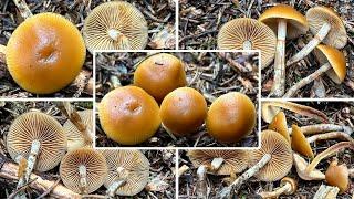 Gifthäubling oder Stockschwämmchen? Nadelholzhäubling, Nadelholzgifthäubling, Galerina marginata