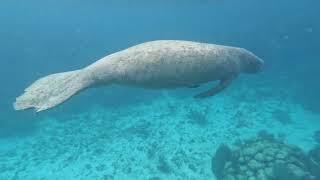 Cool Manatee Swim near Caye Caulker, Belize