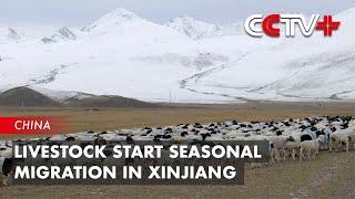 Livestock Start Seasonal Migration in Xinjiang