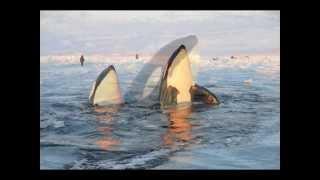 DNTO "Escapes"- Killer Whale Escape