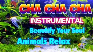 Beautiful Cha Cha Melody Instrumental 2024, Positive Music Beautify Your Soul, Animals Cha Cha Cha