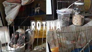 rotina dos meus ratos Twister Tuntun e Bobe 