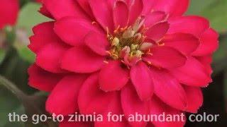 Double Zinnia - All About Color