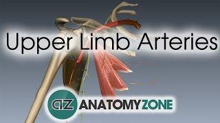 Upper Limb Arteries - Arm and Forearm - 3D Anatomy Tutorial