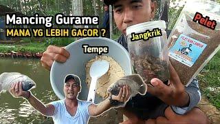 Mancing Gurame media pelet || Pemancingan Gerry full mame