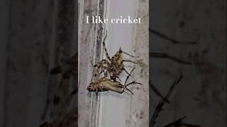 Feeding a cricket to a spider 들풀거미한테 귀뚜라미 던지기 #cricket #spider #insects #macro