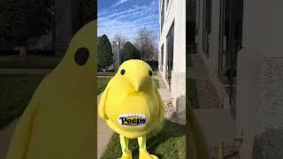 What do PEEPS® do after Easter?