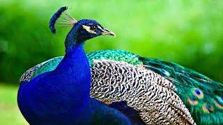 The Peacock Bird - Beautiful Peacock Opening its Feathers Display in Nature