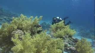 SUBEX THE ART OF DIVING Dahab Sharm el Sheikh