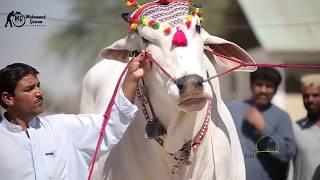 MELA WINNER SIBI BHAGNARI 4 DANT  ( 1 Position ) Sibi Bull Lover