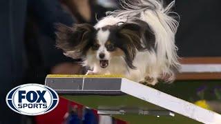 Lark the Papillon flawlessly executes the agility run to win the 8" class | FOX SPORTS