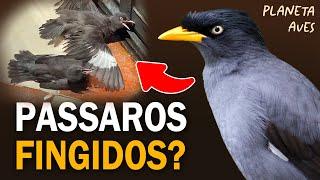 Existem PÁSSAROS FINGIDOS? Comportamentos e FLAGRAS RAROS de Aves na natureza!