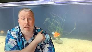 How to Prevent Cloudy Water in Your Aquarium (stop it before it starts)