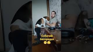 собачий беспредел #бигль #животные