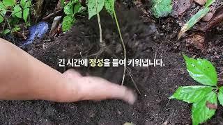 삼아이 광고 긴버전