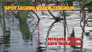 SPOT MANCING LEGEND WADUK CENGKLIK "DOMPLAK‼️ IKAN ANTRI MAKAN LUMUT #fishing #mancing #fish