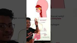 Digestion in 90 Seconds🫡 | Process of Digestion in Humans? | Life Process Class 10 Biology#Digestión